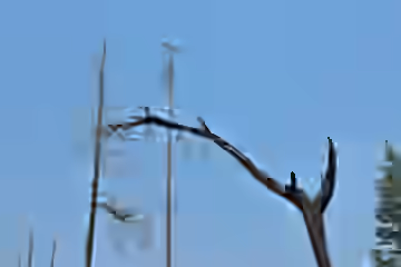 DSC_4003