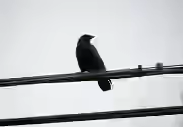 DSC_0105